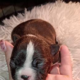 Boston Terrier and French Bulldog Puppies from Reds Studio
