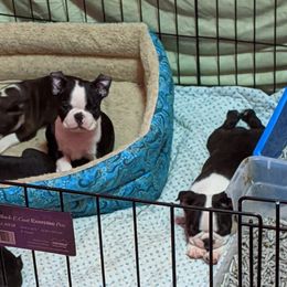 Boston Terrier Puppies from Ta-Koda Boston Terriers