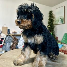 Poppy - female Golden Mountain Doodle puppy in Twin Falls, Idaho from Burrow & Bone