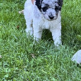 Labradoodle Puppies from Bear Creek Labradoodles