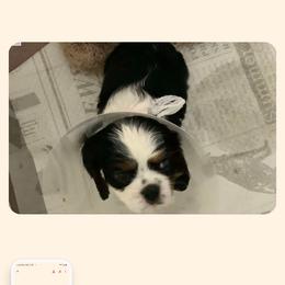 Cavapoo All Grown Up from Carolina Canines