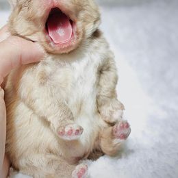 Pomeranian Puppies from Strawberry Pom Poms