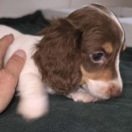 Snickers - Piebald male Dachshund puppy in Harrison, Arkansas from Dachshunds on the Hill