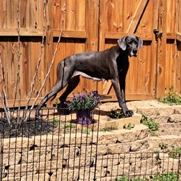 Nova - Great Dane