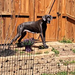 Nova - Great Dane