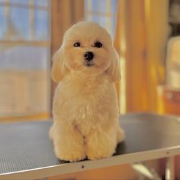 Mr. Wiggles - Cream male Havana Silk Dog puppy in Burlington, Wisconsin from Havana Silk Romance