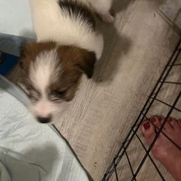 Russell Terrier Puppies from Hawk’s Nest Kennels