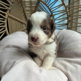 Ellie Mae - Red tri-color female Australian Shepherd puppy in Grants Pass, Oregon from Carmel Mountain Aussies