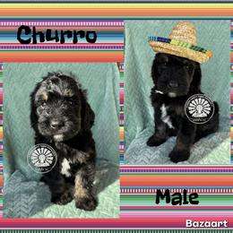 Churro - Tri-color male Bernedoodle puppy in Godwin, North Carolina from Farm Sweet Farm Doodles