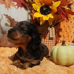 Prince Charming - Dapple male Dachshund puppy in Goodman, Missouri from Darling Dachshunds