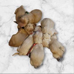 Boy 2 - Golden male Golden Retriever puppy in Lakewood, Washington from Lenhart Goldens