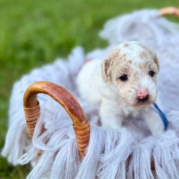 Kai - Parti male Poodle puppy in Dunn, North Carolina from Sandy Creek Kennels