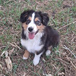Koda - Black tri male Miniature Australian Shepherd puppy in Fairview, South Dakota from Dakota Toy Aussies