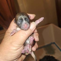 Girl 1 - White female Mi-Ki puppy in Toronto, Ohio from Shekinah’s Mi-Kis & Cricket Hill’s Westies