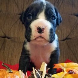 Boxer Puppies from Winchester Boxers