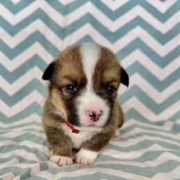 Rocket - Sable male Pembroke Welsh Corgi puppy in Norman, Oklahoma from Charm Farm Corgis