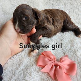Snuggles - Brown and white female Portuguese Water Dog puppy in Narvon, Pennsylvania from Prized Family Porties