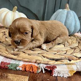York - Red male Cavapoo puppy in Beresford, South Dakota from DAKOTA DOOD RANCH
