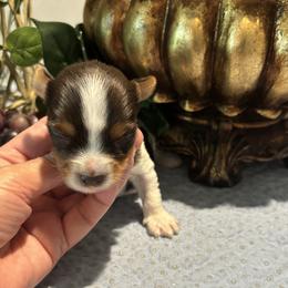 Hershey - Chocolate tan and white male Biewer Terrier puppy in Oklahoma from Rocky Oak Cavaliers & Biewer Terriers LLC