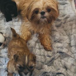 Yanna - Shih Tzu