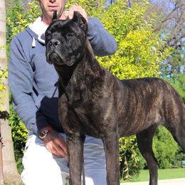 Guevara - Cane Corso