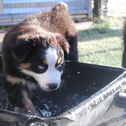 Chilli - Black tri-color female Australian Shepherd puppy in Sonoita, Arizona from Gardner Canyon Kennels