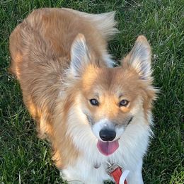 American Corgis, Cardigan Welsh Corgis, and Pembroke Welsh Corgis from Serendipity Corgi's