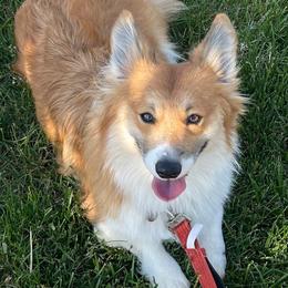 American Corgis, Cardigan Welsh Corgis, and Pembroke Welsh Corgis from Serendipity Corgi's