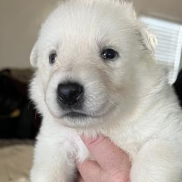 W-1 - White male German Shepherd puppy in Yuba City, California from Barton’s German Shepherds