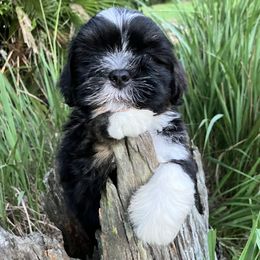 LM2 AKC FLORIDA MOM CHAMPION IMPORTED FINLAND - Black and tan male Lhasa Apso puppy in Bell, Florida from Maryann & Kandis