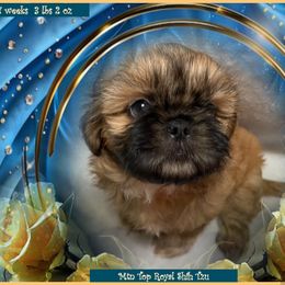 Shih Tzu Puppies from Mtn Top Royal Shih Tzu
