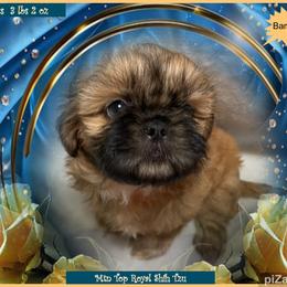 Shih Tzu Puppies from Mtn Top Royal Shih Tzu