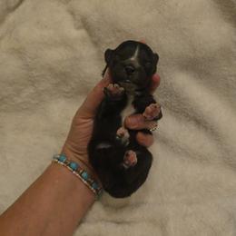 Fuji - Black & white female Toy Australian Shepherd puppy in Arlington, Texas from CopperHead Aussies