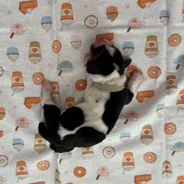 Gray collar - 3,550.00 - Black white and brown male Basset Hound puppy in Columbia, South Carolina from Pawmetto Hounds