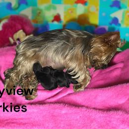 Girl 1 - female Yorkshire Terrier puppy in Jacksonville, Florida from Bayview Yorkies