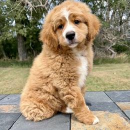 Big Red - Red male Bernedoodle puppy in Sioux Falls, South Dakota from WhiskeyCreek Doodles