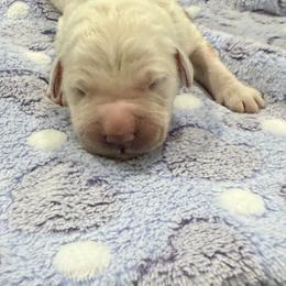 Bugs - Light golden male Golden Retriever puppy in Blaine, Washington from Freedom Retrievers