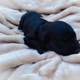 Goldendoodle Puppies from Peachy Doodles