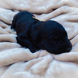 Goldendoodle Puppies from Peachy Doodles
