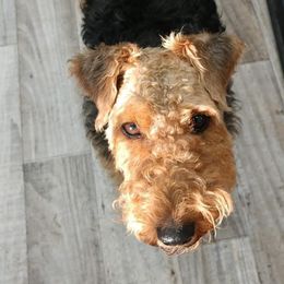 Diva - Welsh Terrier