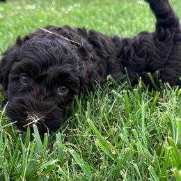 July - Chocolate male Goldendoodle puppy in Afton, Oklahoma from C5 Doodles