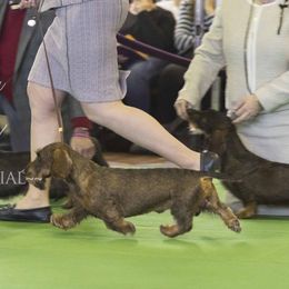 Dachshunds from Rivendell Farms
