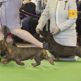Dachshunds from Rivendell Farms