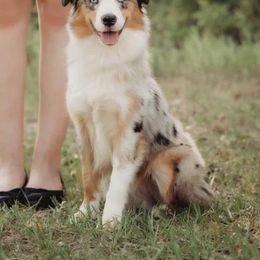 Laika - Miniature American Shepherd