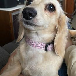 Dachshunds from PeacocksDachs