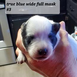Wide mask - Blue speckled female Australian Cattle Dog puppy in Lenoir, North Carolina from Blue Coyote Ranch
