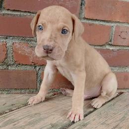 Flounder - Merle male Great Dane puppy in Marshall, Michigan from Dream K9