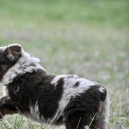 Australian Shepherd Puppies from C&J Australian Shepherds
