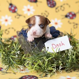 Dash - White, chocolate and tan Rat Terrier puppy in Dayton, Nevada from Battle Born Terriers