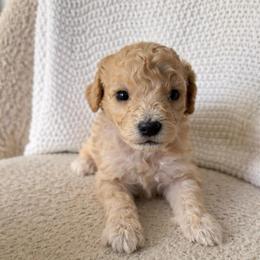 Asher - Cream male Goldendoodle puppy in Fort Myers, Florida from Daisy Doodles LLC